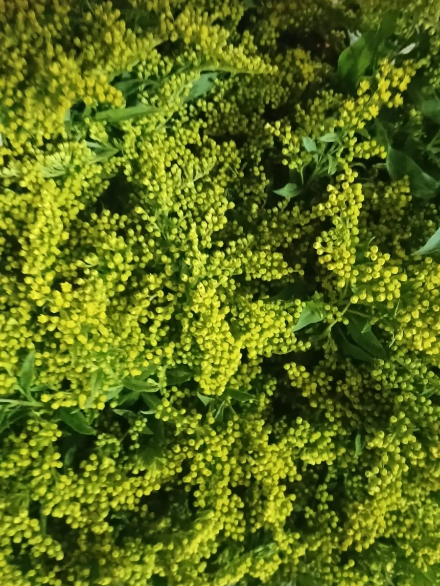 Goldenrod